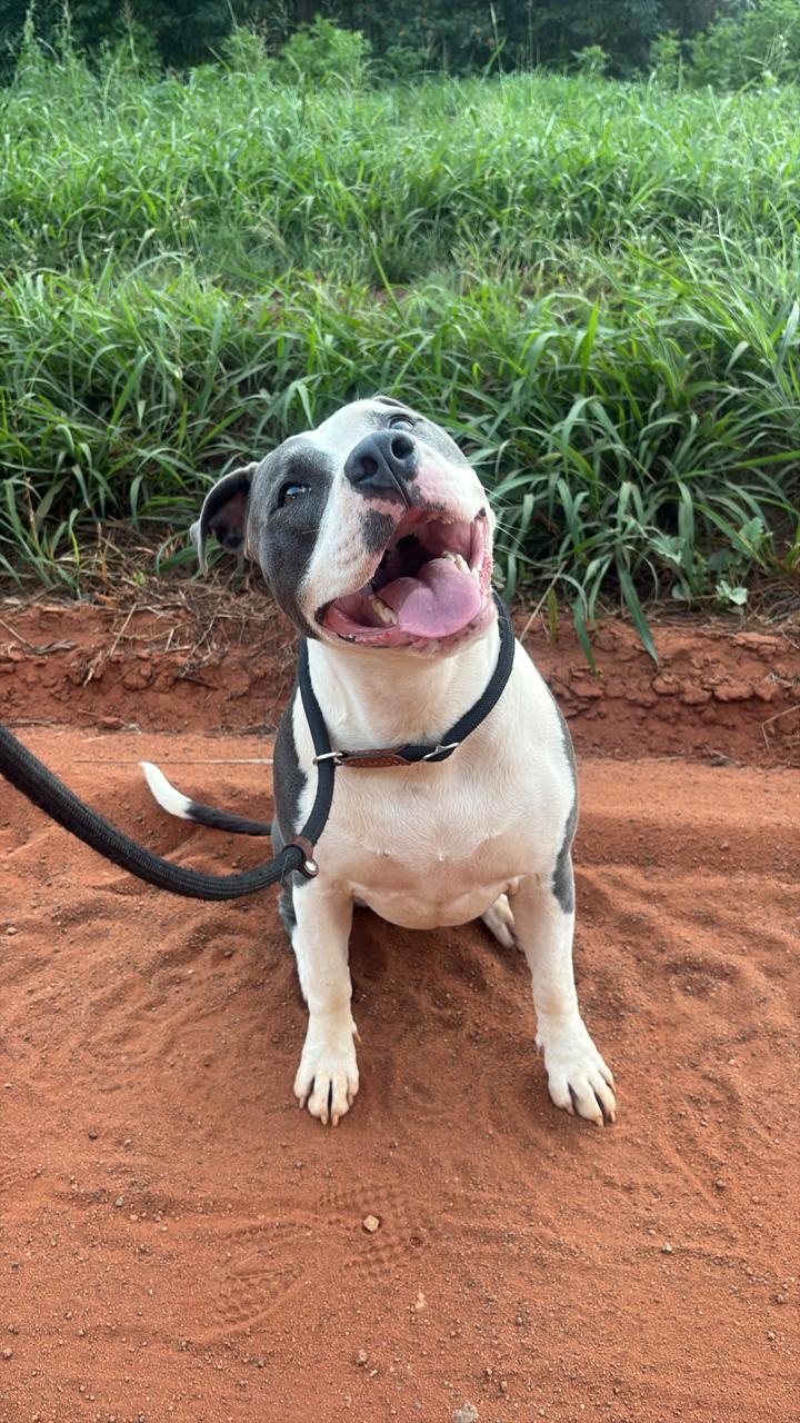 Smiling black and white dog sitting on a red dirt path