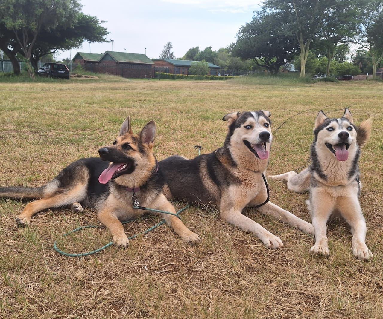 Three dogs lying calmly together