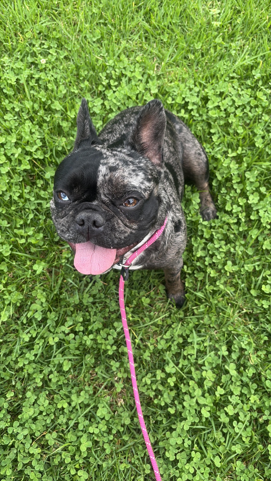 French bulldog on the grass