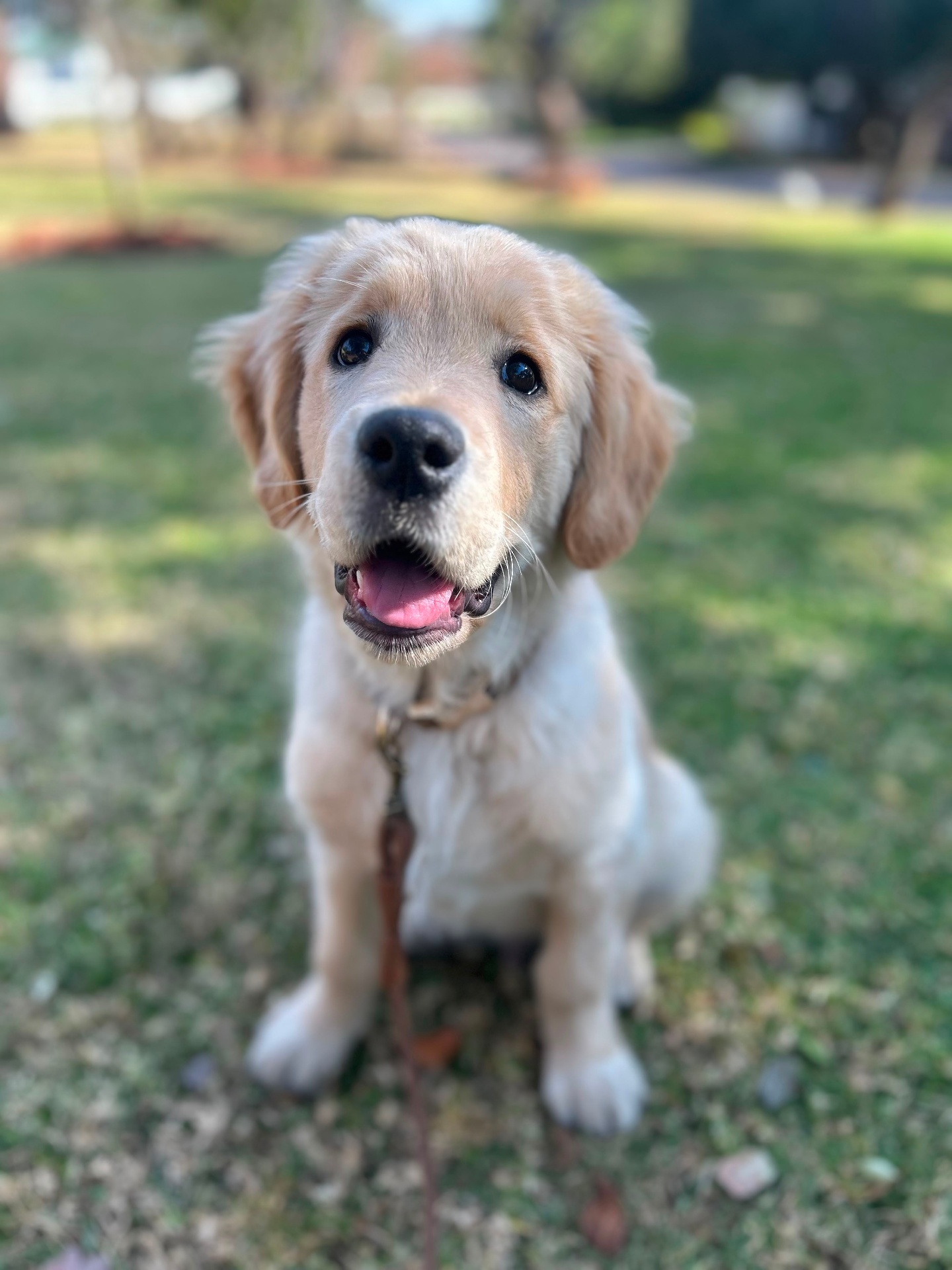 Happy golden retriever puppy sitting in the grass
