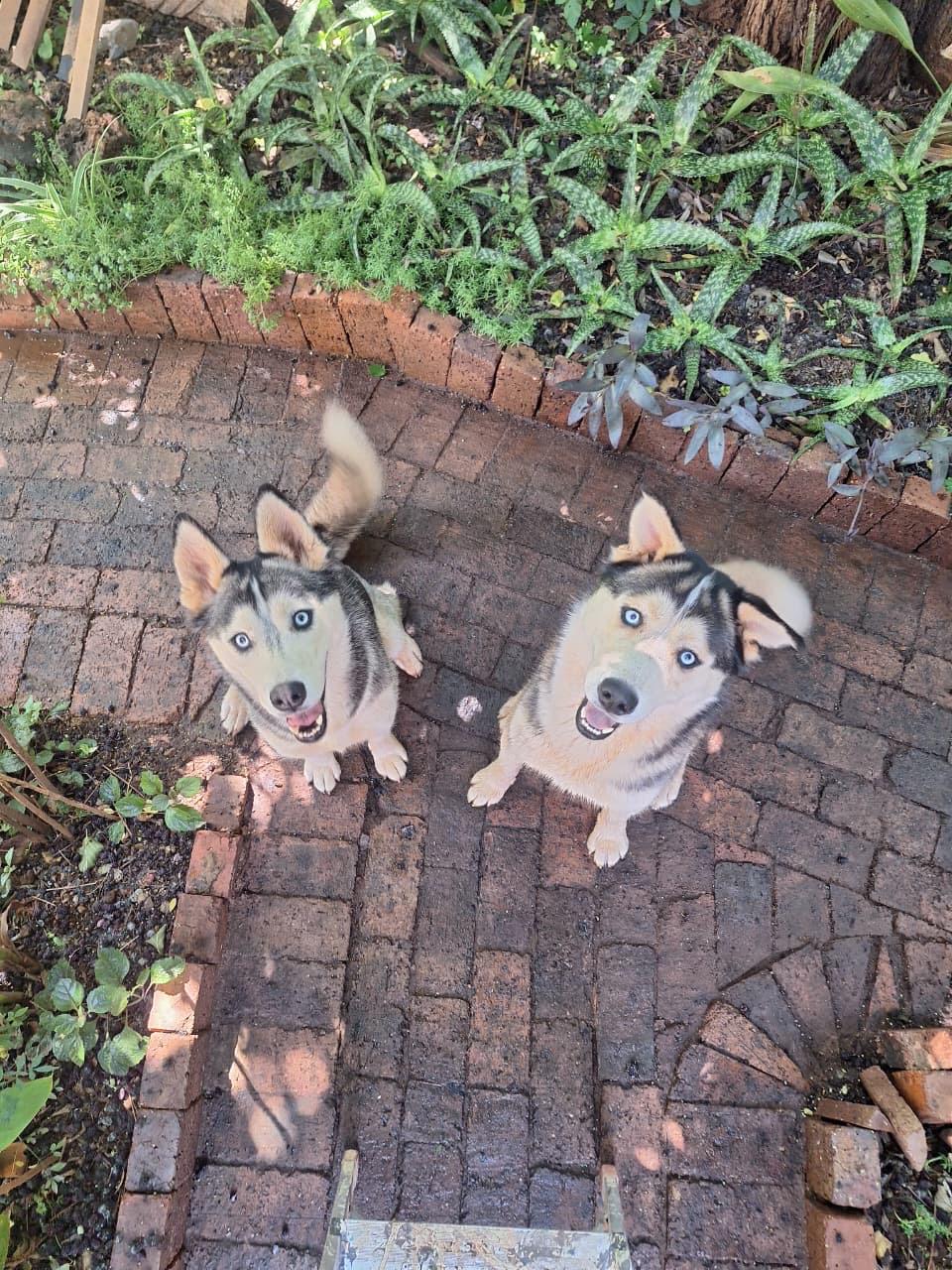 Two huskies sitting attentively
