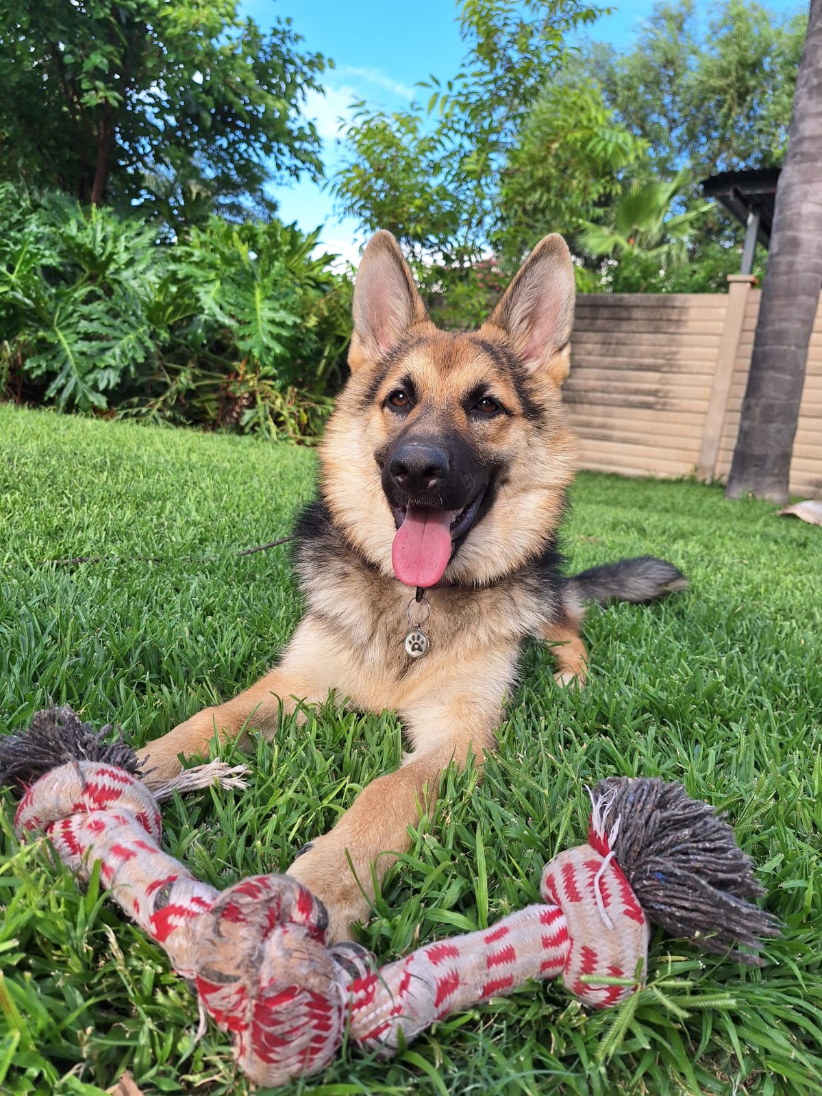 Happy German Shepherd relaxing on the grass with a rope toy