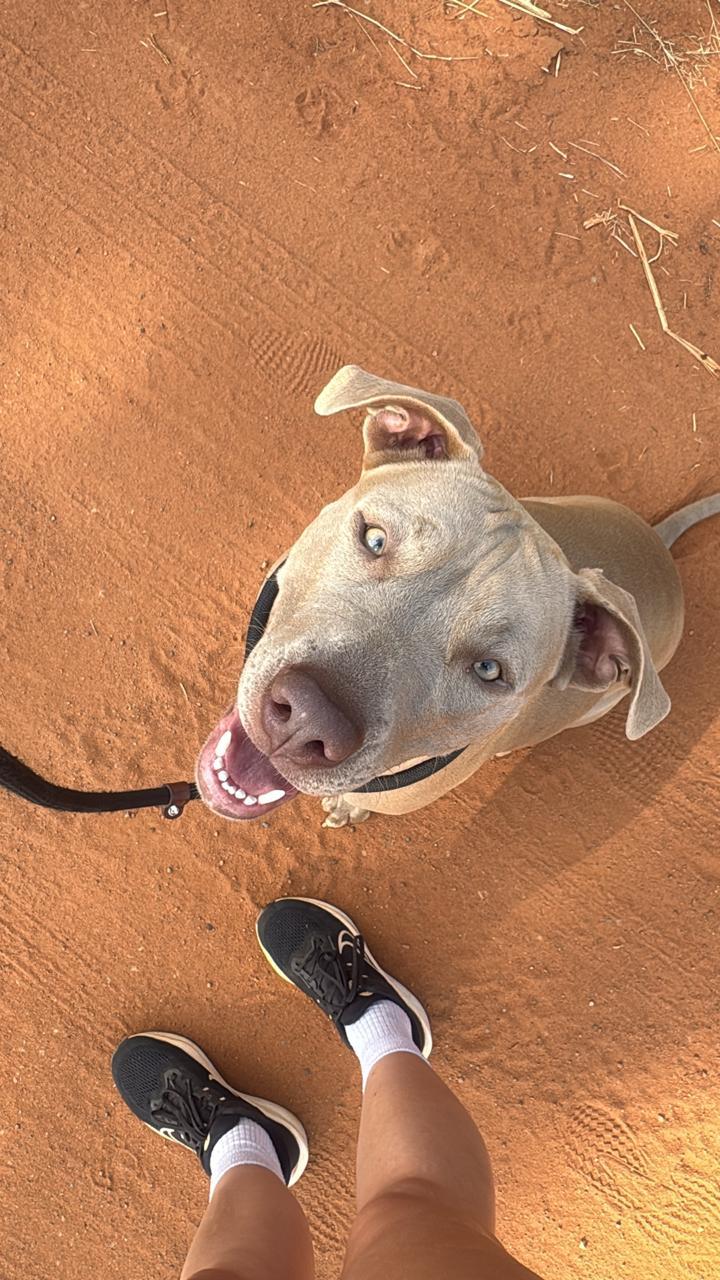 Happy grey dog looking up during a walk